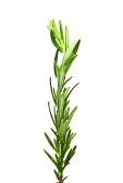 7196397-fresh-organic-rosemary-twig-isolated-white-background