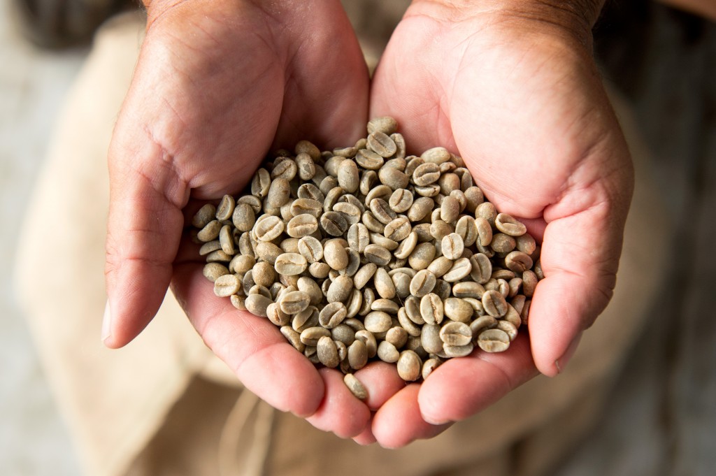 Raw coffee beans. 