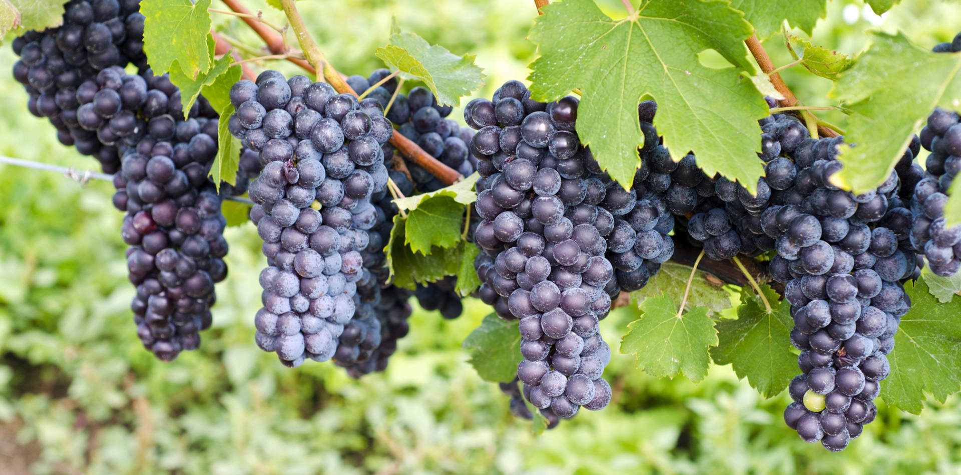 Nebbiolo: The King of Piedmont