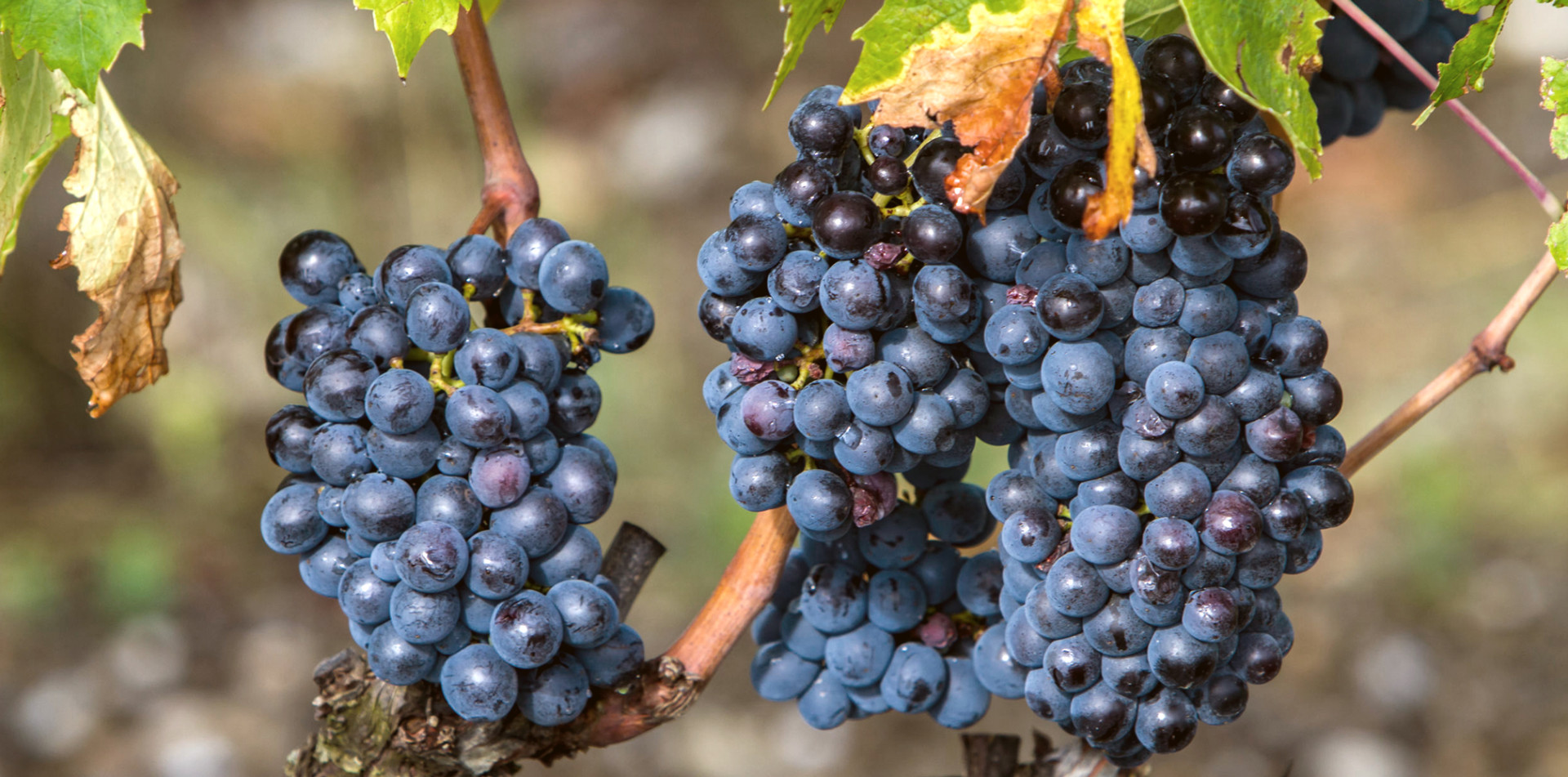 all-about-sangiovese