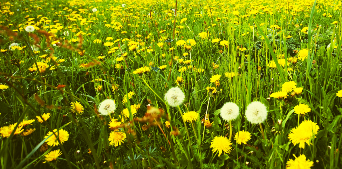 What is Dandelion Wine? - thebacklabel