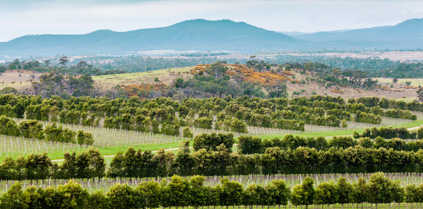 A Guide To The Wines Of Tasmania