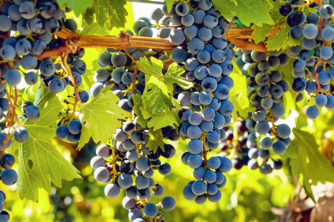 Grape Guide: Cabernet Sauvignon