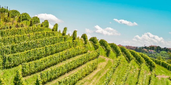 More than Nebbiolo: A Guide to Piedmont's Treasure Trove of Grapes