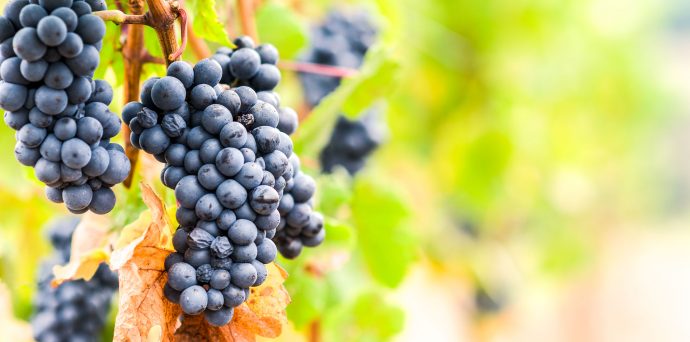 Grape Guide: Pinot Noir